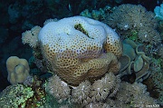 Favia stelligera-Safaga Tobia kebir-18m-20171120-Denis-ADER-DSC_3140_tn